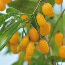 Goji Amber Sweet Goji® (la ghiveci 2l)