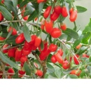 Goji No.1 (la ghiveci 2l)
