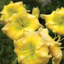 Hemerocallis Tequila and Lime