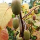 Kiwi dr.Szymanowski (G2l)