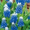 Muscari Touch of Snow (set 5 buc.)