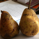 Păr Untoasă Amanlis