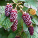 Tayberry (G 2L)
