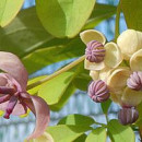 Viță de ciocolată Silver Bells (Akebia quinata Silver Bells)