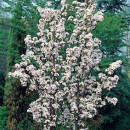 Cireș japonez  Amanogawa (Prunus serrulata Amanogawa)