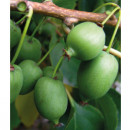 Kiwi Kokuwa (G2l)