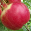 Măr Red Melba