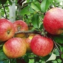 Măr Topaz