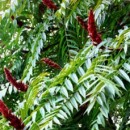 Oțetar roșu (Rhus typina - rădăcină liberă))
