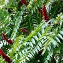 Oțetar roșu (Rhus typina - rădăcină liberă)