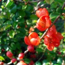 Gutui japonez Crimson and Gold (flori roşii)