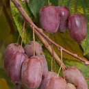 Kiwi Purpurna Sadowa (F) (G2l)