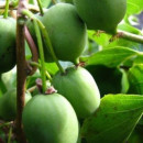 Kiwi Issai