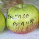 Măr Bolânde de Poiana
