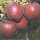 Măr Roşu de Stettin /Statin