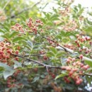 Piper Sichuan (an 4-5)