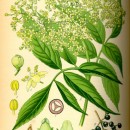 Soc (Sambucus nigra - radacina libera - an III) - Img 2