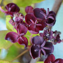 Viță de ciocolată (Akebia trifoliata)(la ghiveci 2l)
