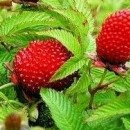 Zmeură-căpșună/ Zmeură japoneză (Rubus illecebrosus)