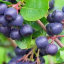 Aronia melanocarpa (an 3 - RL)