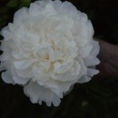 Bujor Gardenia