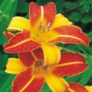 Hemerocallis Frans Halls