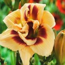 HEMEROCALLIS ROSWITHA
