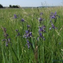Iris "Piersică sălbatică"