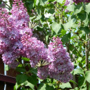 Liliac mov