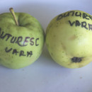 Măr Buturesc de vară