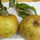 Măr Cormoș de Rengheț