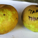 Măr Tare de Poiana