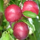 Prun Santa Rosa