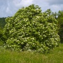 Soc (Sambucus nigra - radacina libera - an III) - Img 3