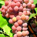 Viță de vie Einset Seedless (la ghiveci 2l)