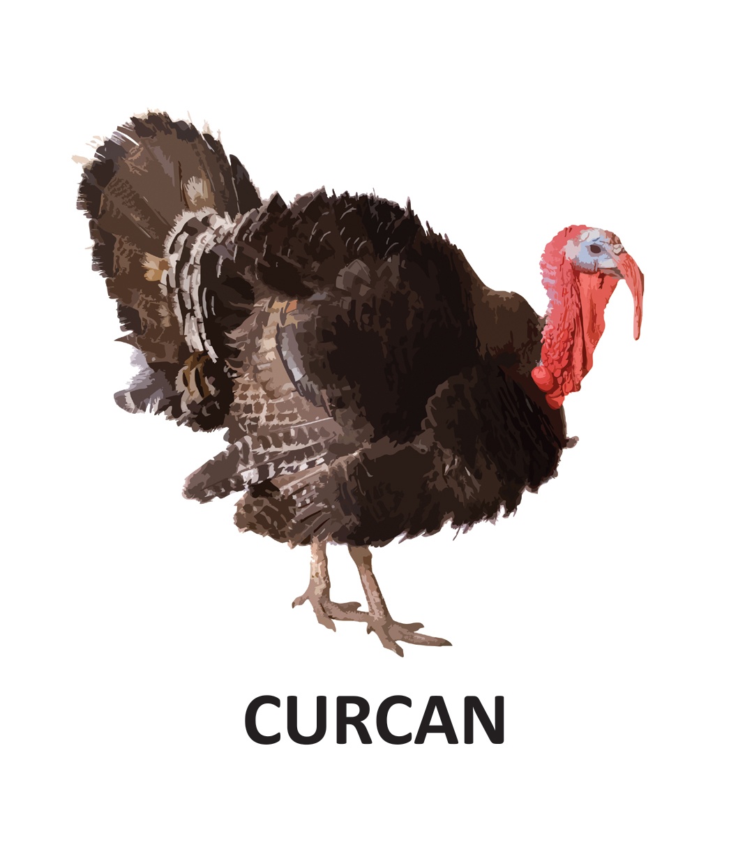 Animale domestice - carti pliate - imagine 4