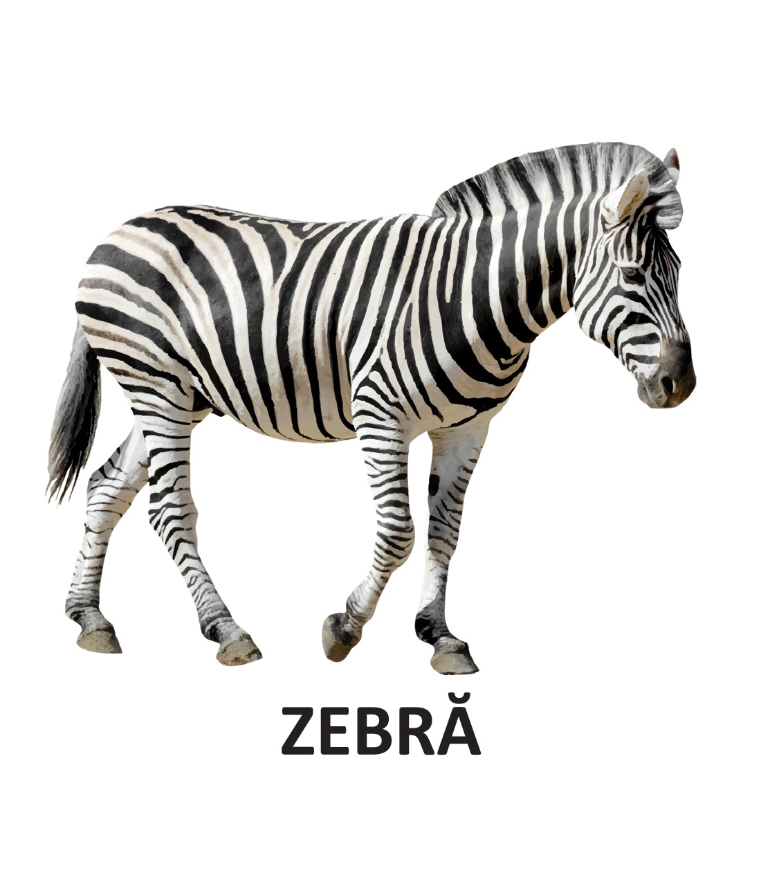 Animale salbatice - carti pliate - imagine 4