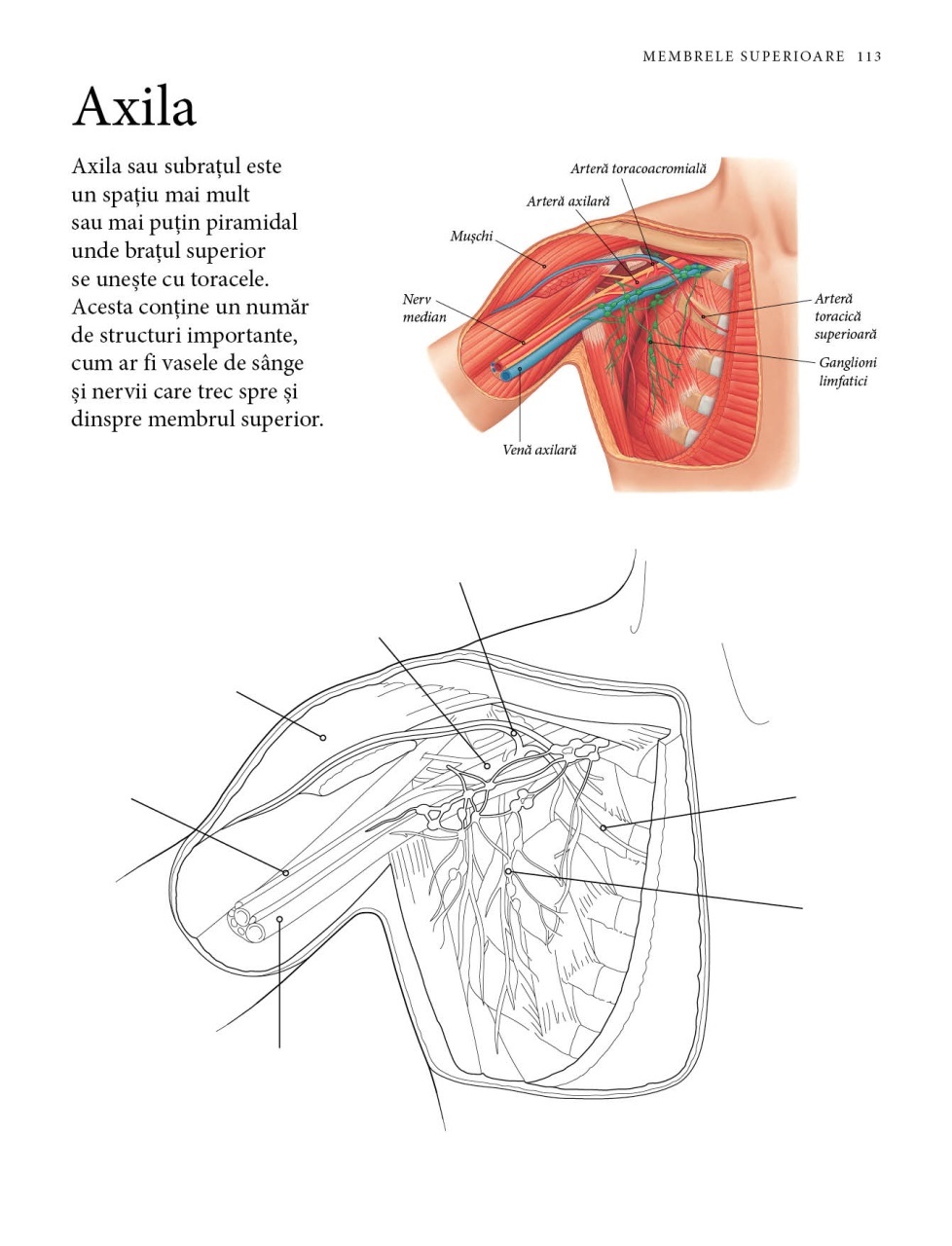 Corpul uman: Invata prin desen - imagine 5