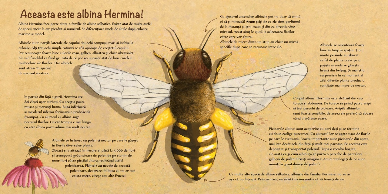 Harnica albinuta, vei gasi alta casuta? - imagine 3