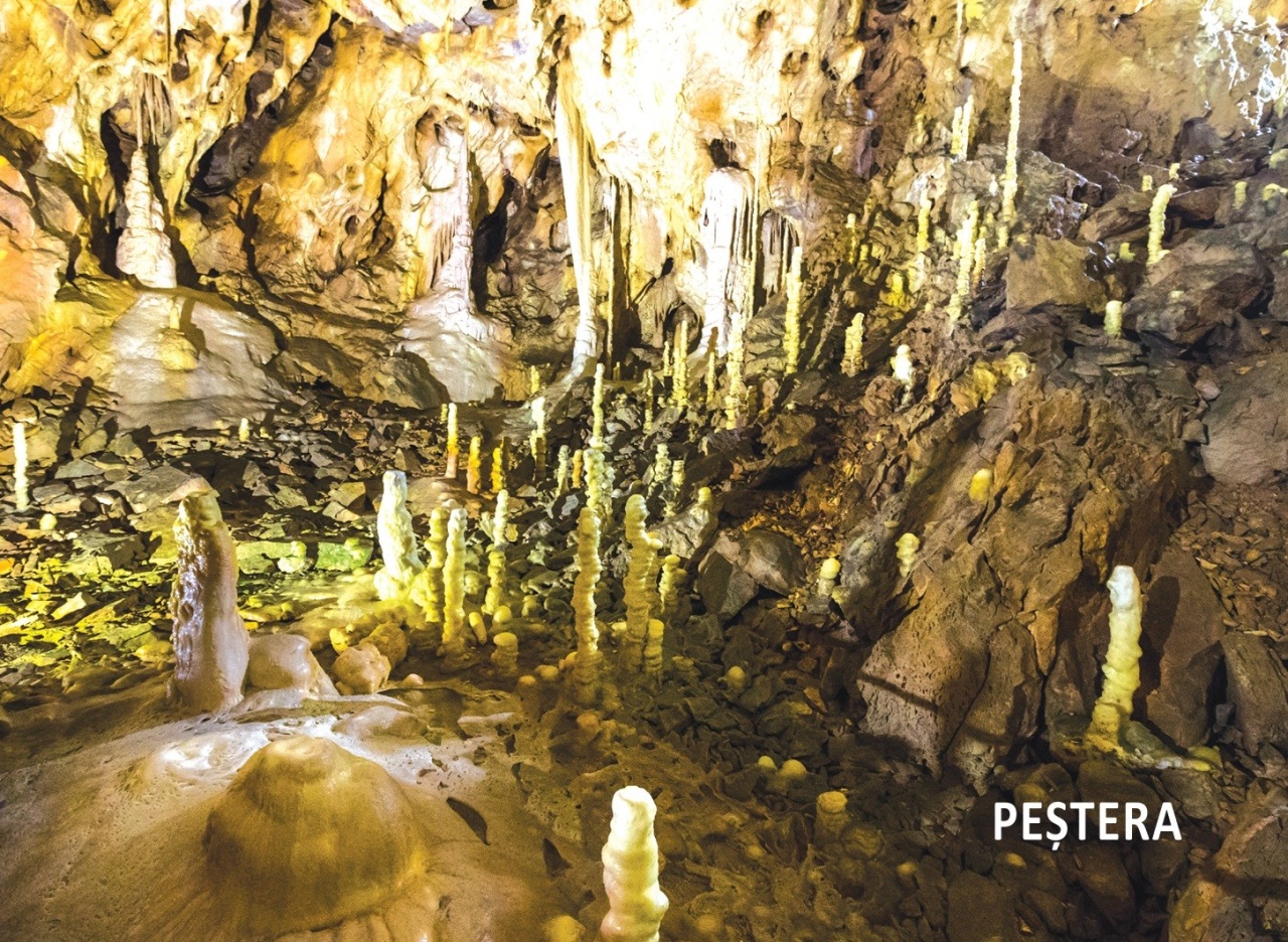 Biologie - 36 de jetoane - Clasa a V- a - imagine 2