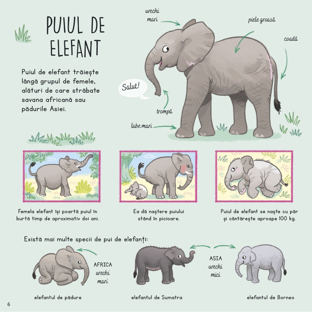 Ce stii despre puii de animale salbatice? - imagine 4