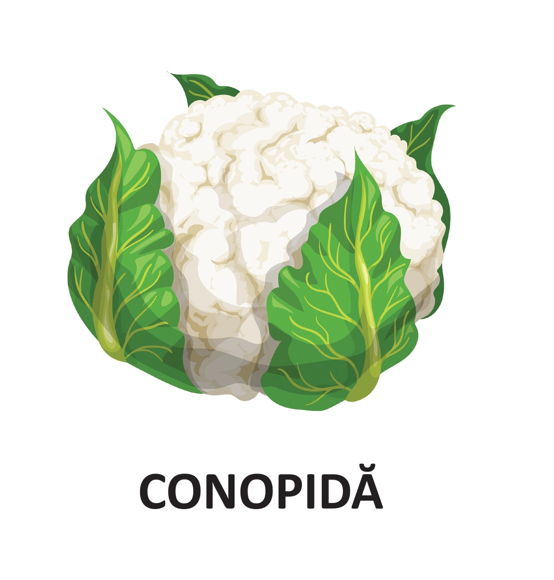 Legume - carti pliate - imagine 4