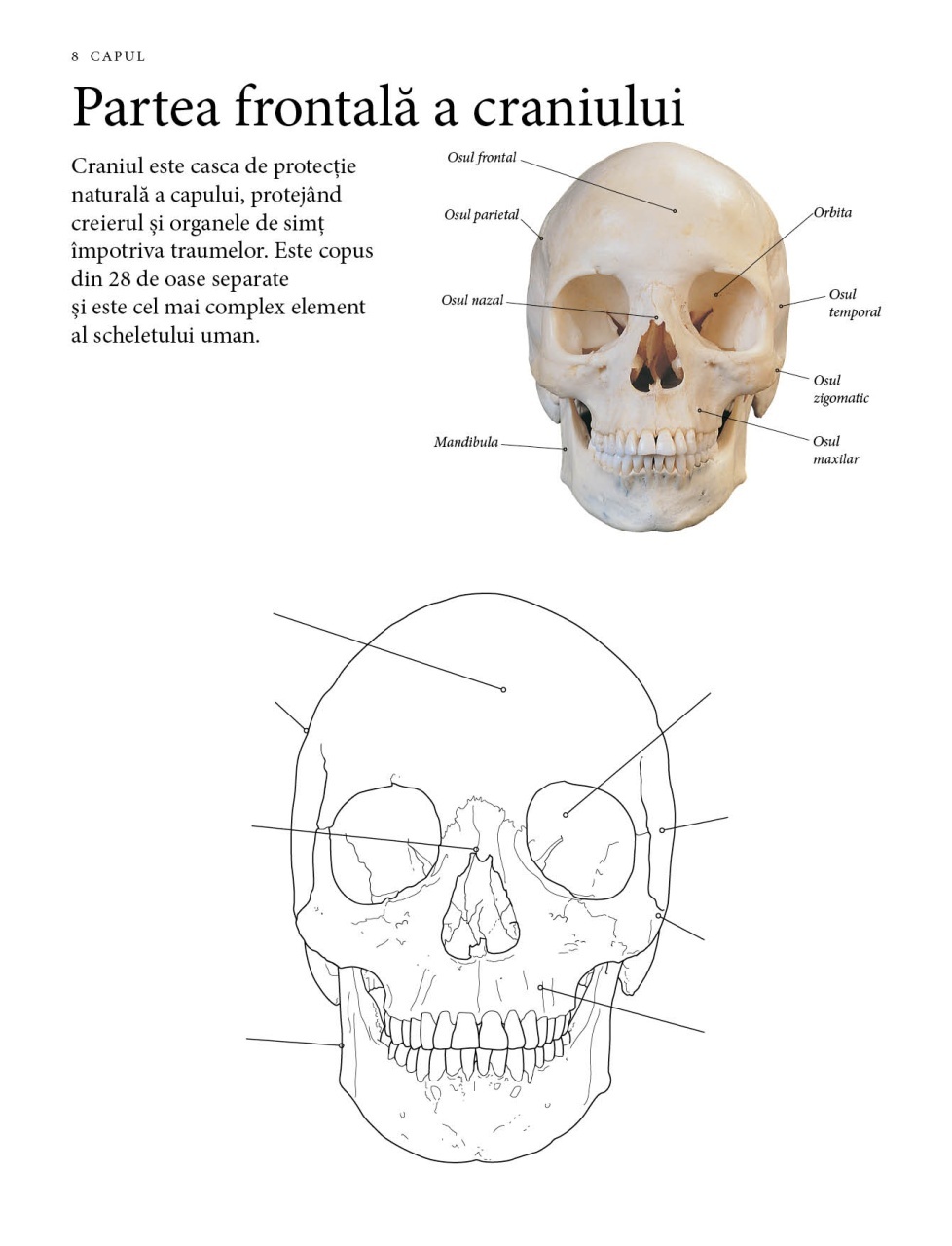 Corpul uman: Invata prin desen - imagine 3