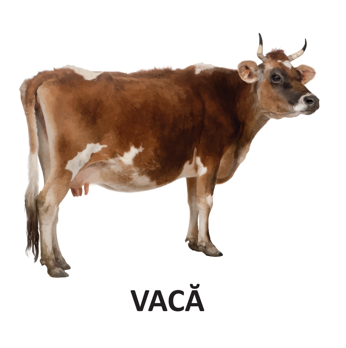 Animale domestice - carti pliate - imagine 3