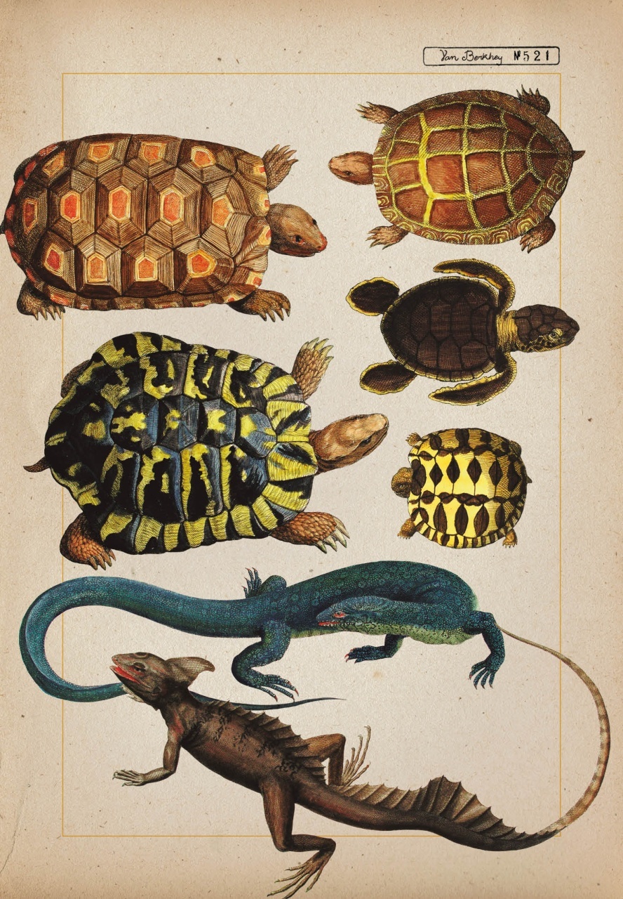 Zoologia ilustrata - imagine 6