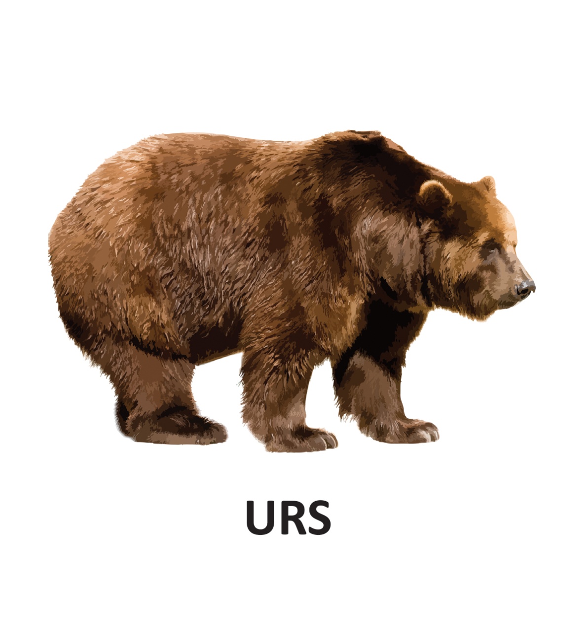 Animale salbatice - carti pliate - imagine 3