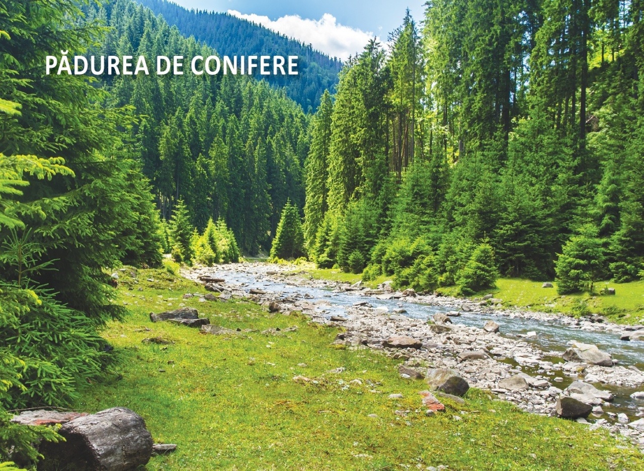 Biologie - 36 de jetoane - Clasa a V- a - imagine 4