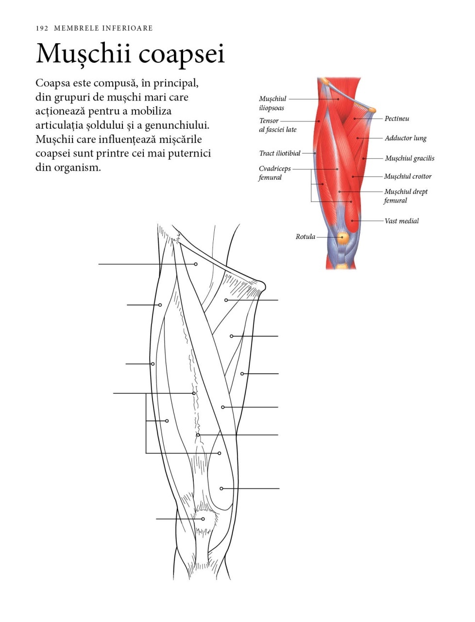 Corpul uman: Invata prin desen - imagine 4