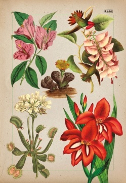 Botanica ilustrata - Img 6