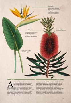 Botanica ilustrata - Img 7